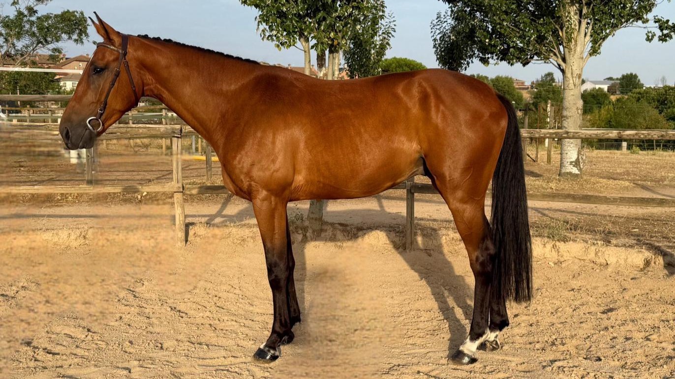horse